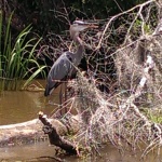 Louisiana Tour - Blue Heron